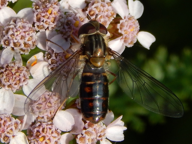 Episyrphus balteatus femmina (Syrphidae) melanico